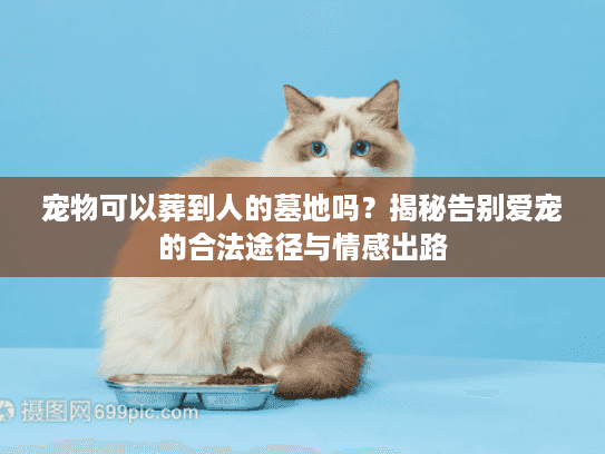 宠物可以葬到人的墓地吗？揭秘告别爱宠的合法途径与情感出路