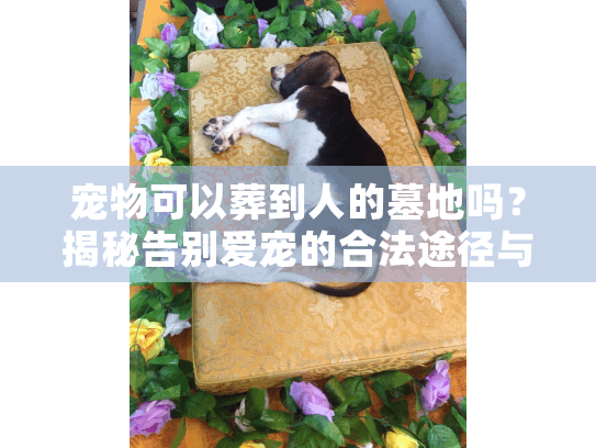 宠物可以葬到人的墓地吗？揭秘告别爱宠的合法途径与情感出路