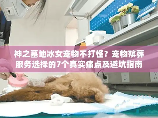 神之墓地冰女宠物不打怪?宠物殡葬服务选择的7个真实痛点及避坑指南 神之墓地冰女宠物不打怪?宠物殡葬服务选择的7个真实痛点及避坑指南