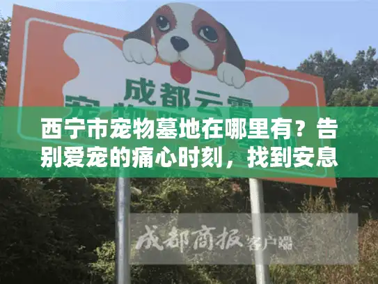 西宁市宠物墓地在哪里有？告别爱宠的痛心时刻，找到安息之地