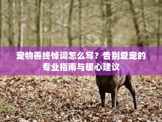 宠物善终悼词怎么写？告别爱宠的专业指南与暖心建议
