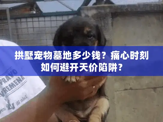 拱墅宠物墓地多少钱？痛心时刻如何避开天价陷阱？