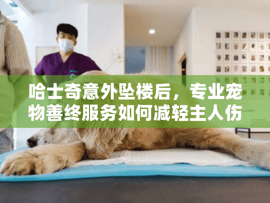 哈士奇意外坠楼后，专业宠物善终服务如何减轻主人伤痛？