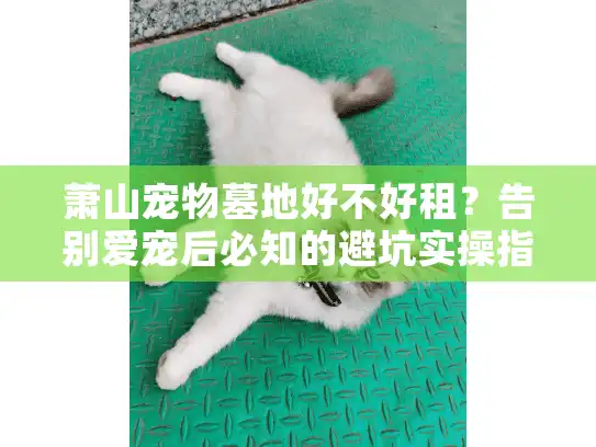 萧山宠物墓地好不好租？告别爱宠后必知的避坑实操指南