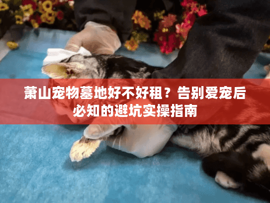 萧山宠物墓地好不好租？告别爱宠后必知的避坑实操指南