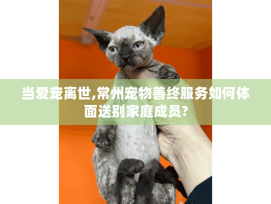 当爱宠离世,常州宠物善终服务如何体面送别家庭成员? 当爱宠离世,常州宠物善终服务如何体面送别家庭成员?