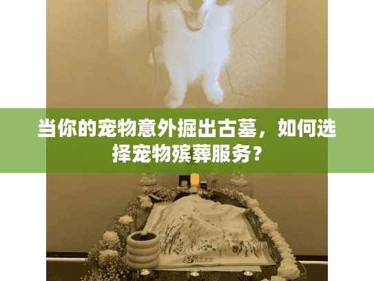 当你的宠物意外掘出古墓，如何选择宠物殡葬服务？