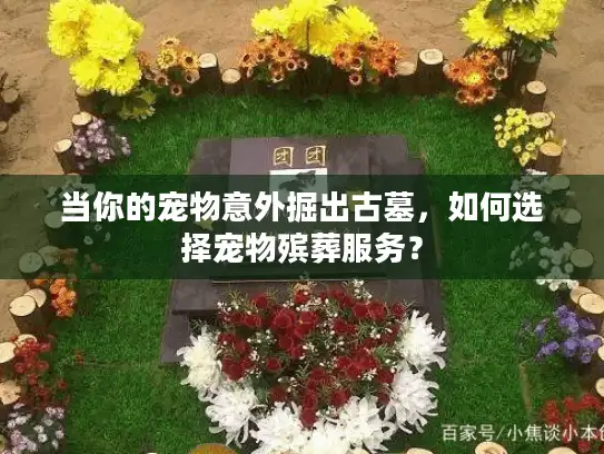当你的宠物意外掘出古墓，如何选择宠物殡葬服务？
