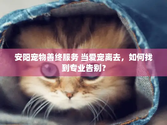 安阳宠物善终服务 当爱宠离去，如何找到专业告别？