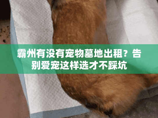 霸州有没有宠物墓地出租？告别爱宠这样选才不踩坑