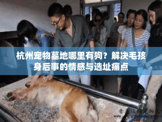 杭州宠物墓地哪里有狗？解决毛孩身后事的情感与选址痛点