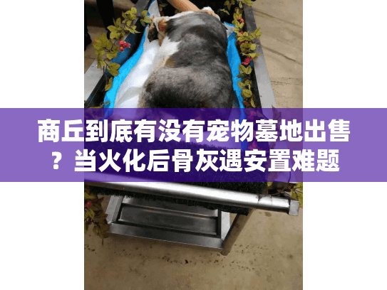 商丘到底有没有宠物墓地出售？当火化后骨灰遇安置难题