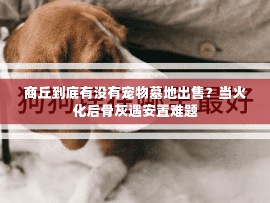 商丘到底有没有宠物墓地出售？当火化后骨灰遇安置难题