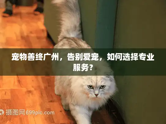 宠物善终广州,告别爱宠,如何选择专业服务? 宠物善终广州,告别爱宠,如何选择专业服务?