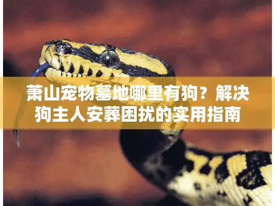 萧山宠物墓地哪里有狗？解决狗主人安葬困扰的实用指南