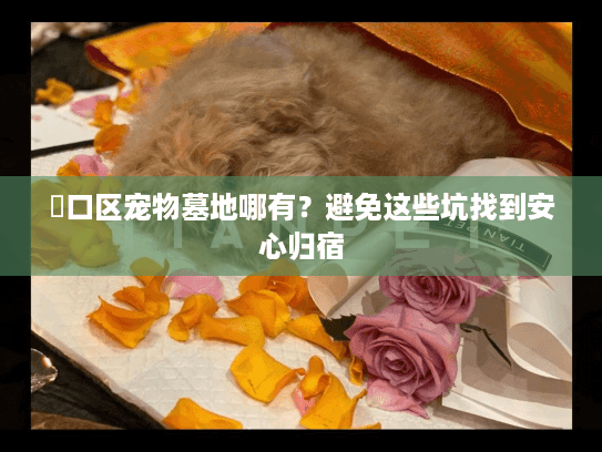 硚口区宠物墓地哪有？避免这些坑找到安心归宿