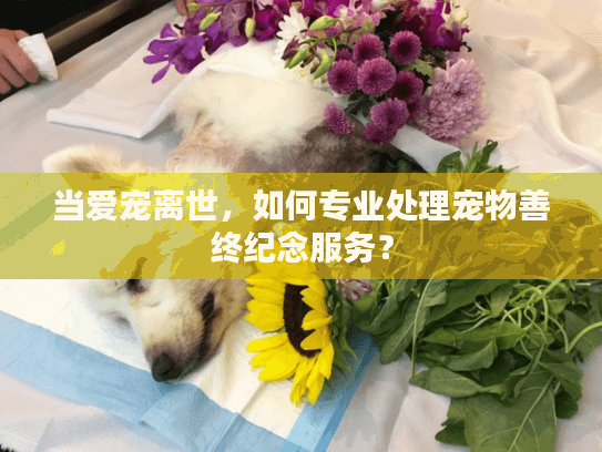 当爱宠离世，如何专业处理宠物善终纪念服务？