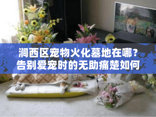 涧西区宠物火化墓地在哪?告别爱宠时的无助痛楚如何化解 涧西区宠物火化墓地在哪?告别爱宠时的无助痛楚如何化解