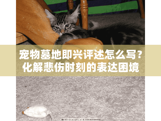 宠物墓地即兴评述怎么写？化解悲伤时刻的表达困境