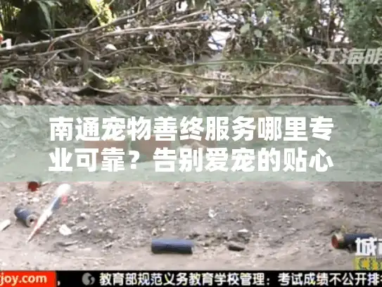 南通宠物善终服务哪里专业可靠？告别爱宠的贴心指南