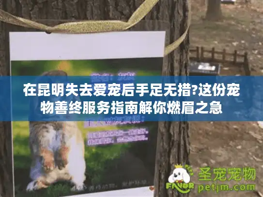 在昆明失去爱宠后手足无措?这份宠物善终服务指南解你燃眉之急 在昆明失去爱宠后手足无措?这份宠物善终服务指南解你燃眉之急