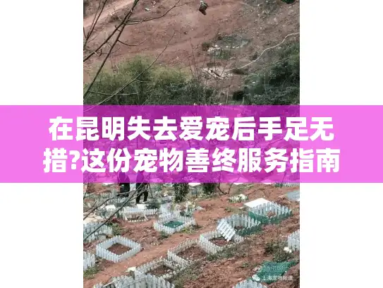 在昆明失去爱宠后手足无措?这份宠物善终服务指南解你燃眉之急 在昆明失去爱宠后手足无措?这份宠物善终服务指南解你燃眉之急