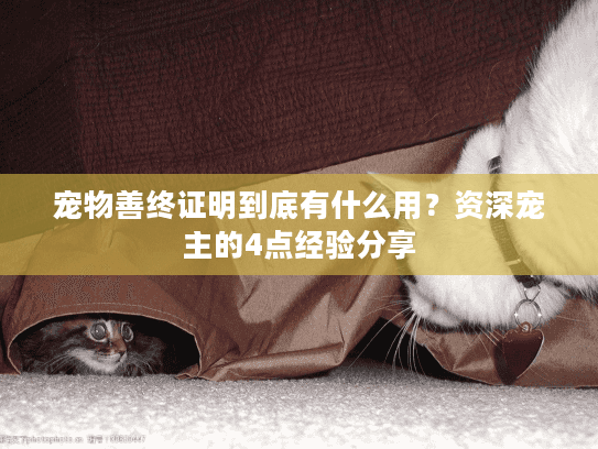 宠物善终证明到底有什么用？资深宠主的4点经验分享