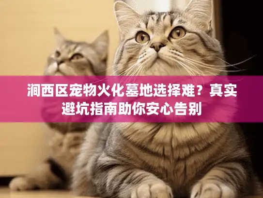 涧西区宠物火化墓地选择难？真实避坑指南助你安心告别