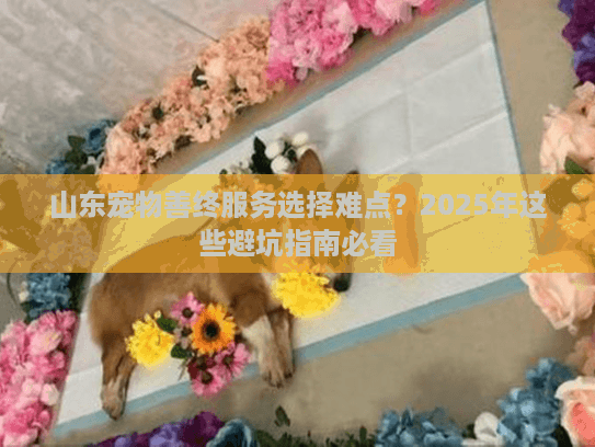 山东宠物善终服务选择难点？2025年这些避坑指南必看