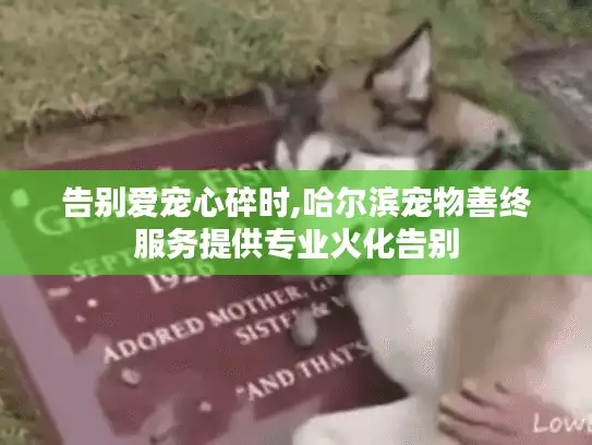 告别爱宠心碎时,哈尔滨宠物善终服务提供专业火化告别 告别爱宠心碎时,哈尔滨宠物善终服务提供专业火化告别