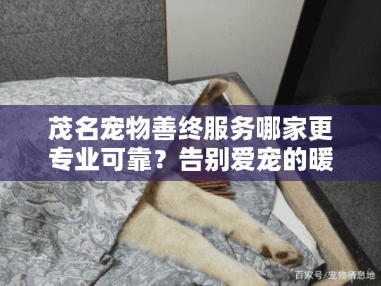 茂名宠物善终服务哪家更专业可靠?告别爱宠的暖心指南 茂名宠物善终服务哪家更专业可靠?告别爱宠的暖心指南