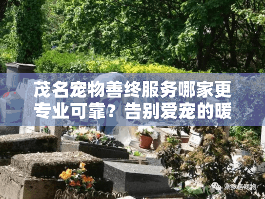 茂名宠物善终服务哪家更专业可靠?告别爱宠的暖心指南 茂名宠物善终服务哪家更专业可靠?告别爱宠的暖心指南