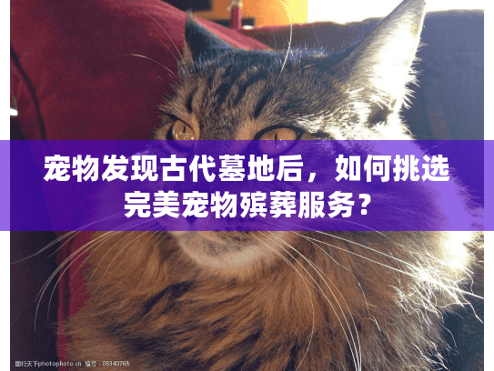 宠物发现古代墓地后，如何挑选完美宠物殡葬服务？