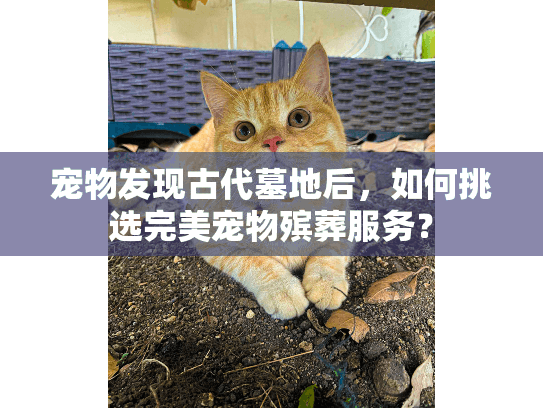 宠物发现古代墓地后，如何挑选完美宠物殡葬服务？