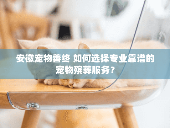 安徽宠物善终 如何选择专业靠谱的宠物殡葬服务？