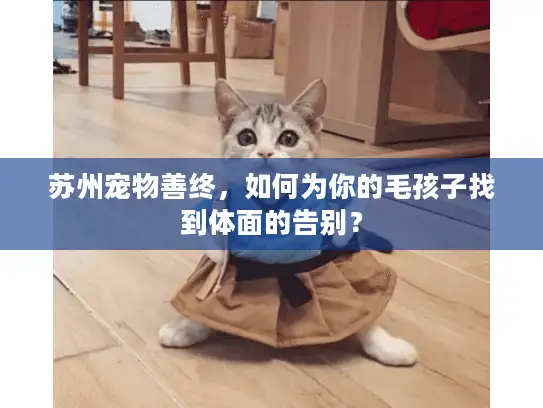 苏州宠物善终，如何为你的毛孩子找到体面的告别？