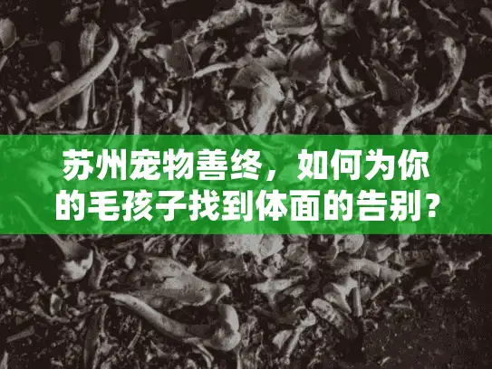 苏州宠物善终，如何为你的毛孩子找到体面的告别？