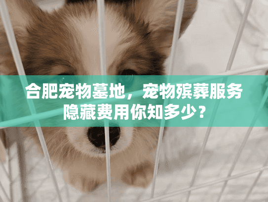 合肥宠物墓地,宠物殡葬服务隐藏费用你知多少? 合肥宠物墓地,宠物殡葬服务隐藏费用你知多少?