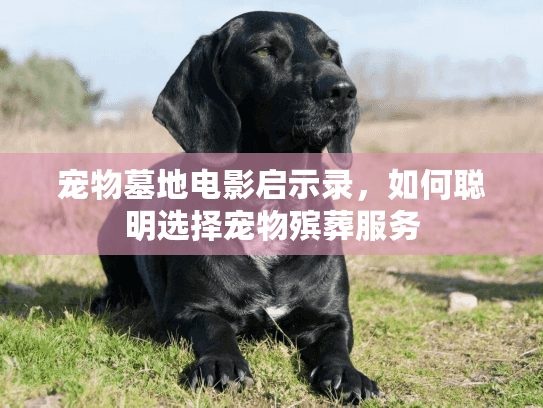 宠物墓地电影启示录，如何聪明选择宠物殡葬服务