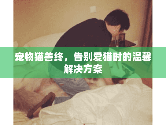 宠物猫善终,告别爱猫时的温馨解决方案 宠物猫善终,告别爱猫时的温馨解决方案