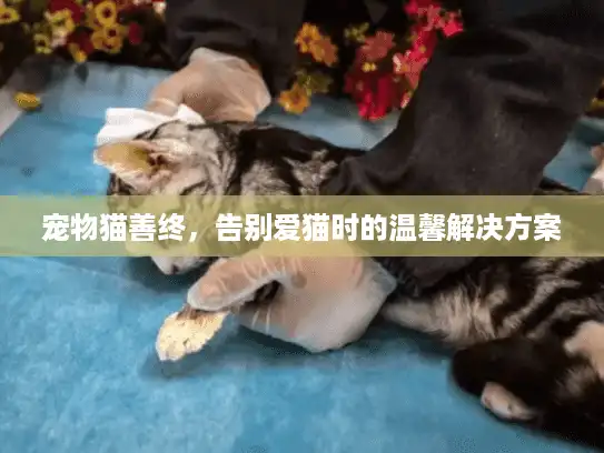 宠物猫善终,告别爱猫时的温馨解决方案 宠物猫善终,告别爱猫时的温馨解决方案