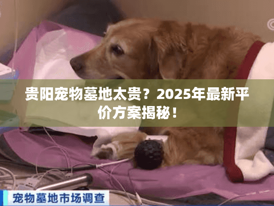 贵阳宠物墓地太贵？2025年最新平价方案揭秘！
