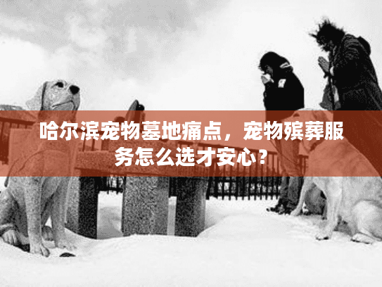 哈尔滨宠物墓地痛点，宠物殡葬服务怎么选才安心？