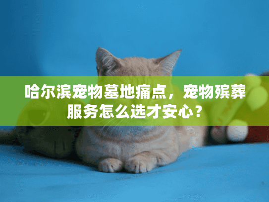 哈尔滨宠物墓地痛点，宠物殡葬服务怎么选才安心？