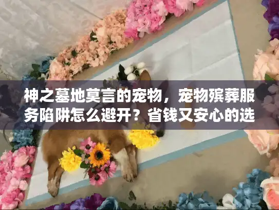 神之墓地莫言的宠物，宠物殡葬服务陷阱怎么避开？省钱又安心的选择秘诀
