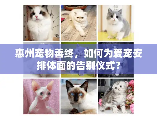 惠州宠物善终，如何为爱宠安排体面的告别仪式？