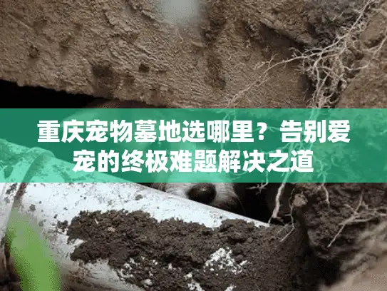 重庆宠物墓地选哪里?告别爱宠的终极难题解决之道 重庆宠物墓地选哪里?告别爱宠的终极难题解决之道