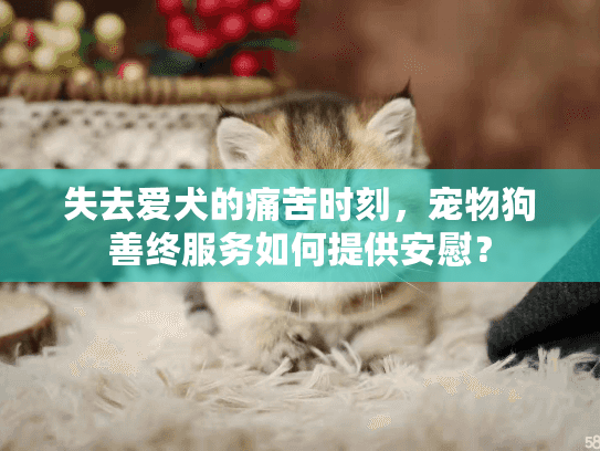 失去爱犬的痛苦时刻，宠物狗善终服务如何提供安慰？