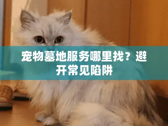 宠物墓地服务哪里找？避开常见陷阱