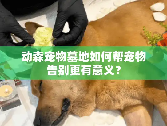 动森宠物墓地如何帮宠物告别更有意义? 动森宠物墓地如何帮宠物告别更有意义?